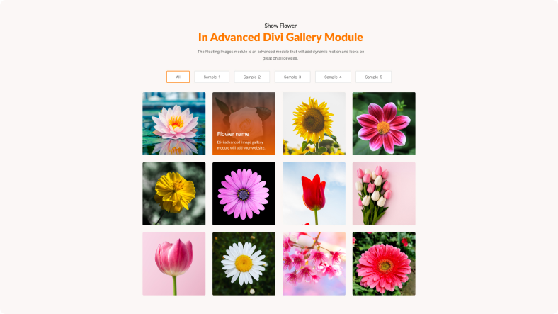 Divi-Gallery-Modules Divi Gallery Modules